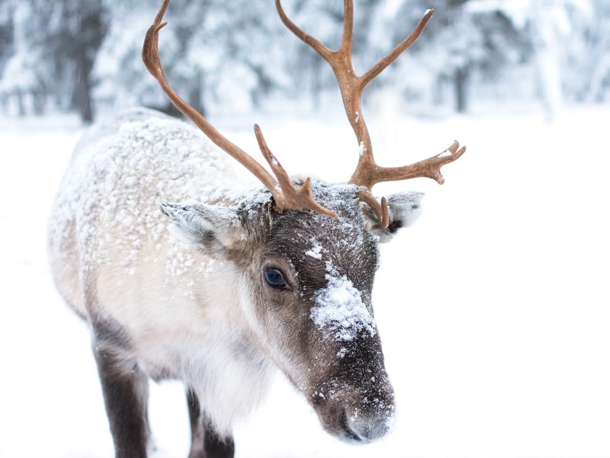 Reindeer